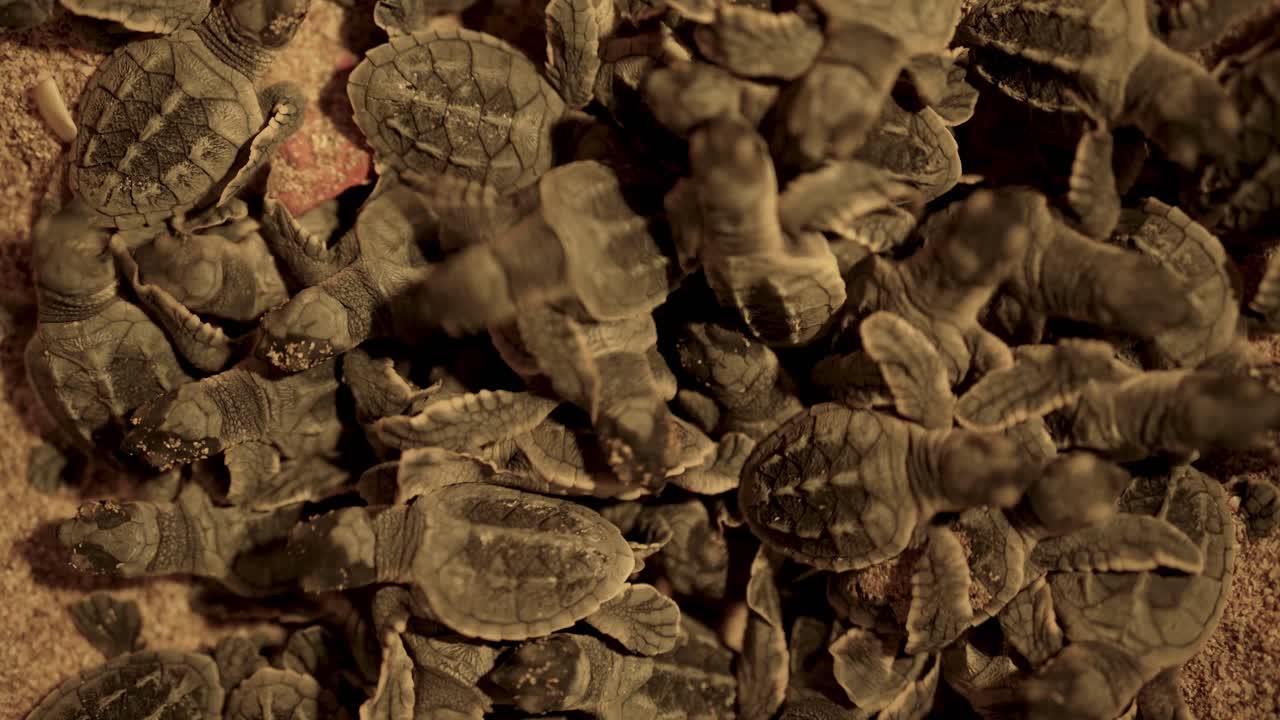 Groups hawksbill turtle crawl each other conservation fence animal sea aquatic baby tiny nestling birth wildlife sand beach persian Gulf nature qatar survival dawn protected coastal marine darkness