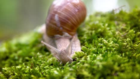 Helix-Pomatia-También-Caracol-Romano,-Caracol-De-Borgoña