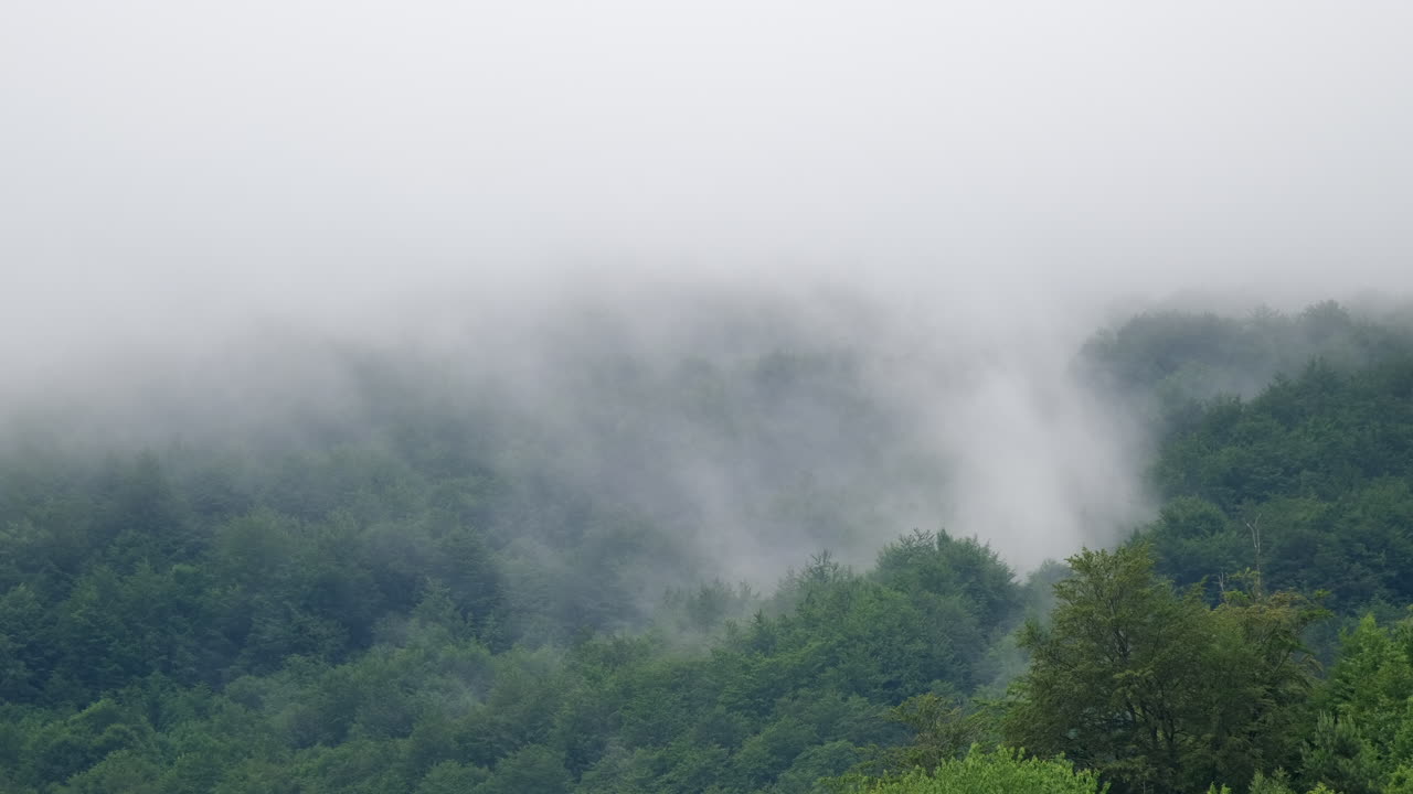 Hills covered in trees are partially obscured by thick fog The scene is misty and the vegetation looks lush The fog is covering the sky