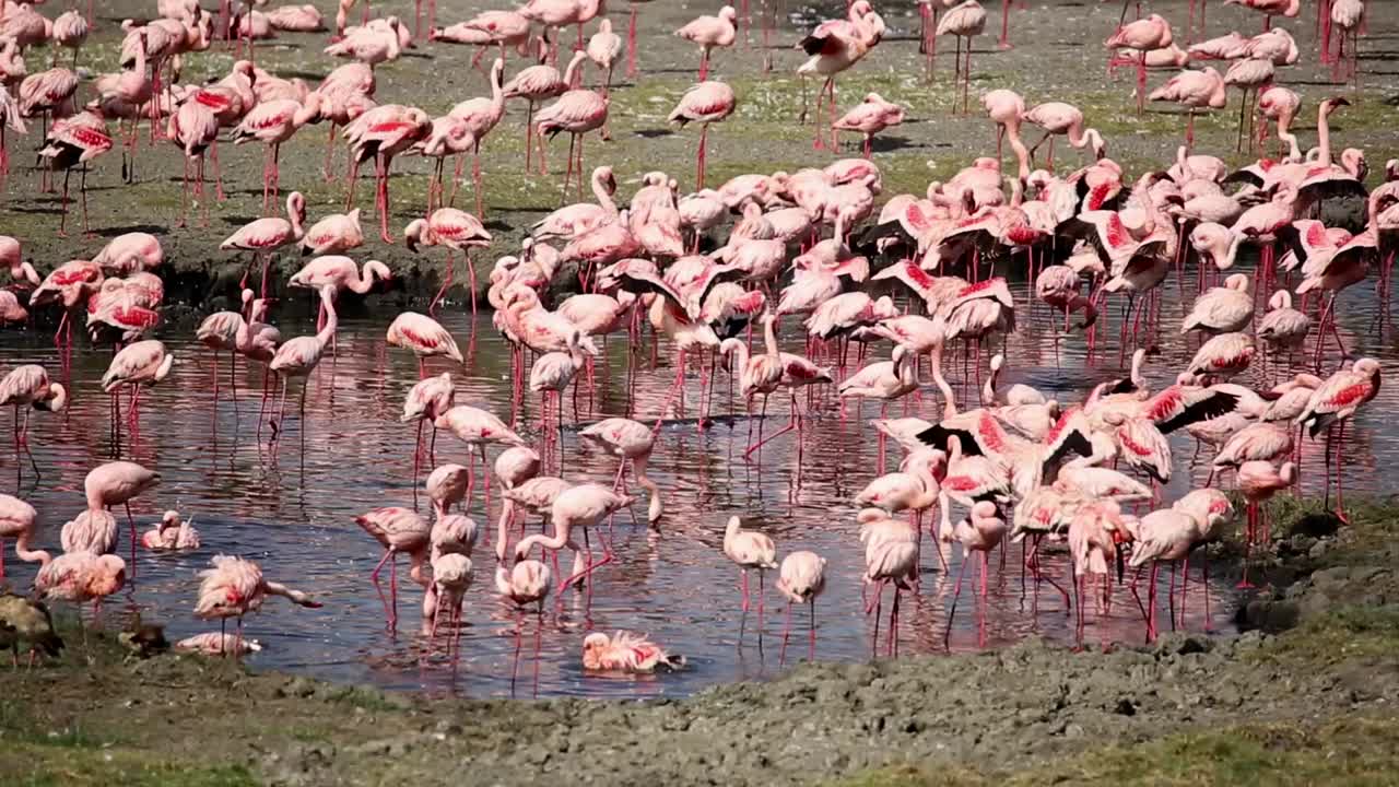 Flamingo at Lake Nakuru in Kenya.
