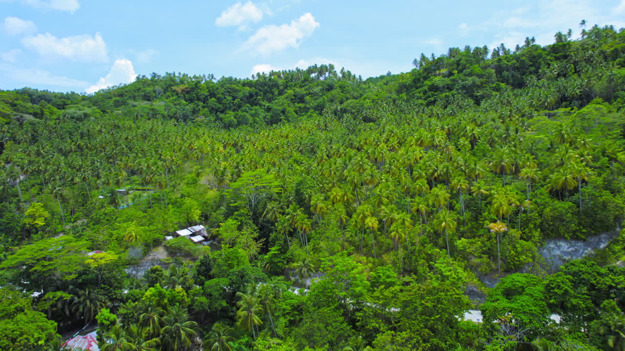 ⁇ 은 낮 동안 열대 환경 의 언덕  ⁇  에 울창 한 초록색 참나무 들