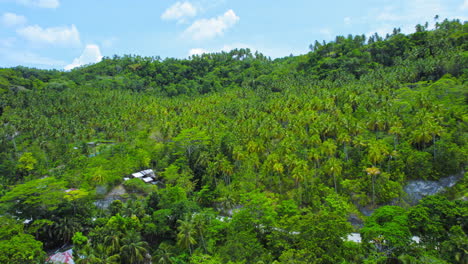 dense lush green palm trees on the side of a hill in tropical environment during sunny daylight