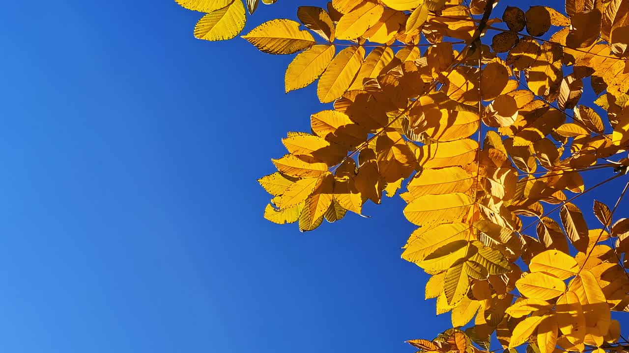 澄み切った青空を背景に、フレームいっぱいに広がる黄色い紅葉が、鮮やかな自然の色合いを生み出しています。
