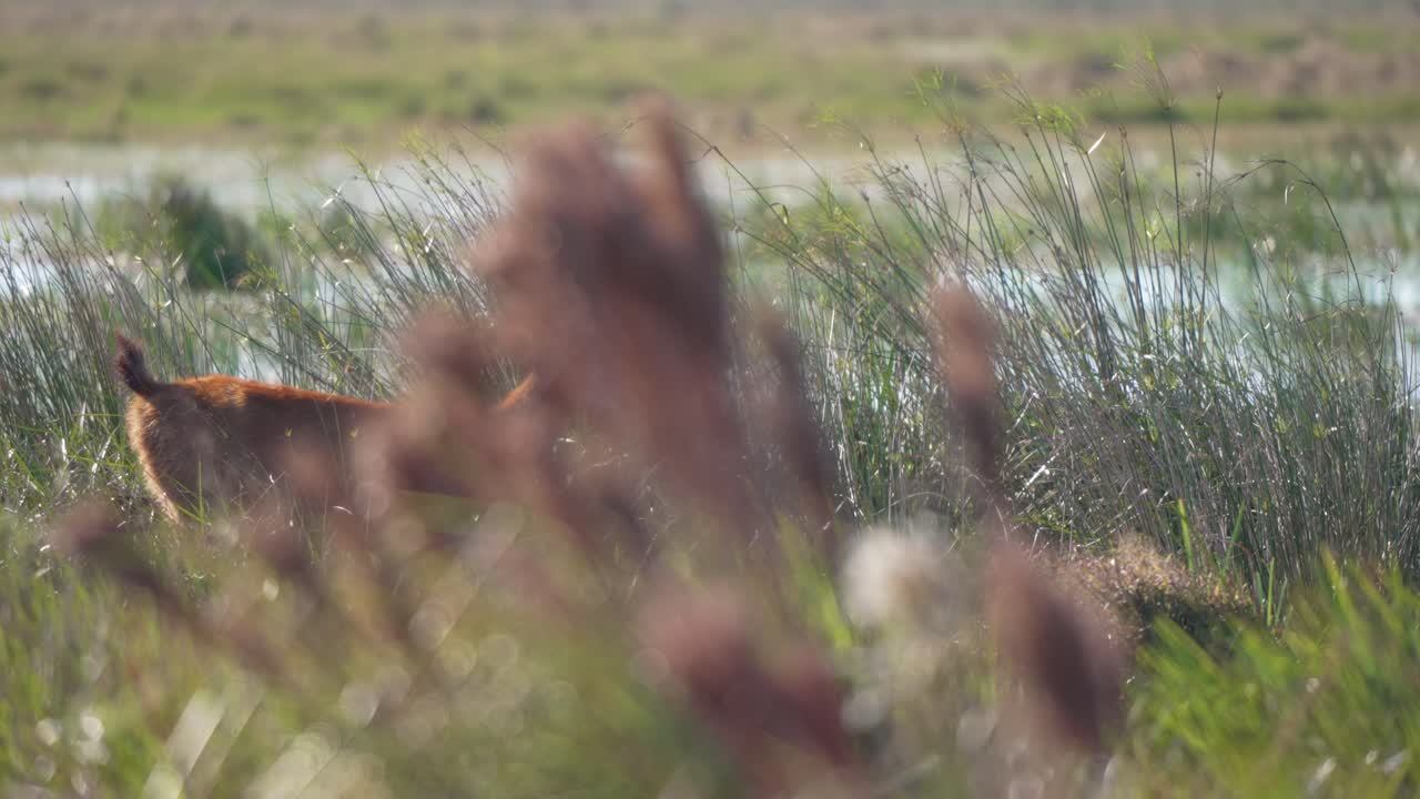 Doe walks slowly through tall grass in slow motion, telephoto compression tracking along marsh wetland edge