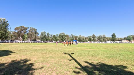 horses racing on a grassy field