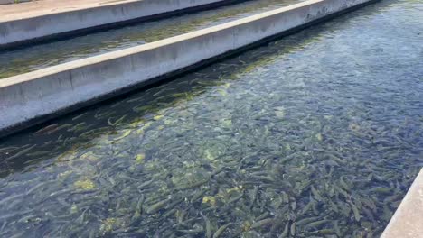 Fillmore-Fish-Hatchery-in-Fillmore,-California