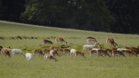 Ciervos-Británicos-En-Un-Campo-De-Cerca