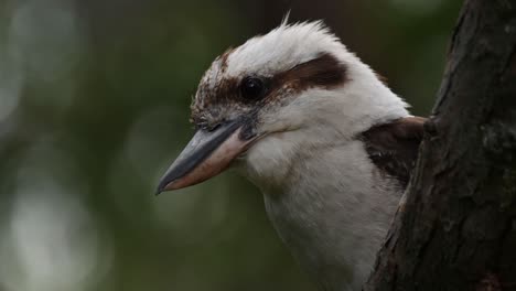 Kookaburra-Ruht-Sich-Auf-Einem-Baum-Aus