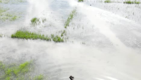 地方人带着牛穿过广<unk>的洪水田野,空中景色