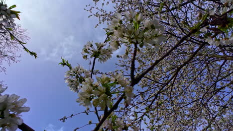 bee buzzes gracefully among the white flowers of a cherry tree