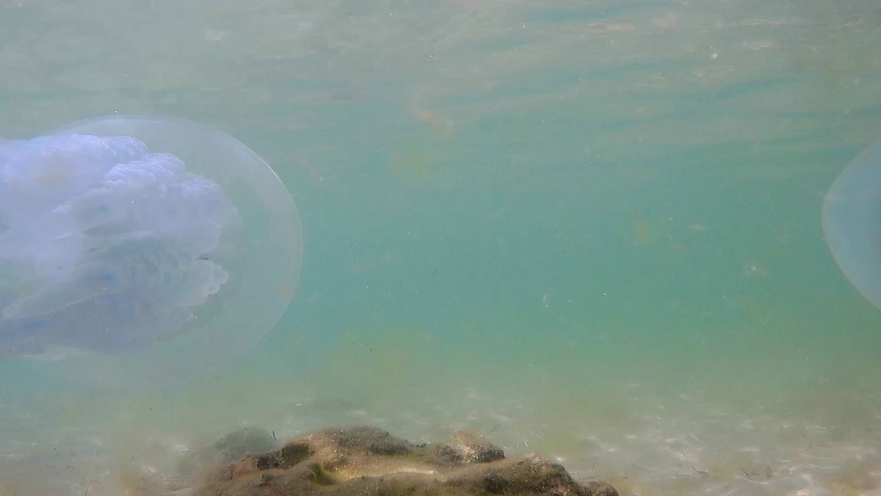 bajo el agua la vida de las medusas