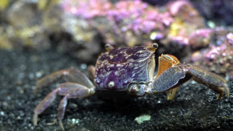 Rear-view-of-aquatic-crab-moving-sand-with-claw