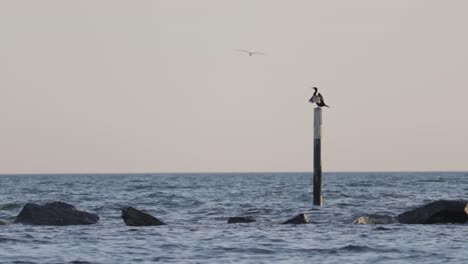 A-Comorant-standing-while-seagulls-flying,-in-the-evening-at-the-baltic-sea