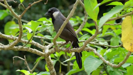 seen within the branches looking around, stretches its head up and flies to the left