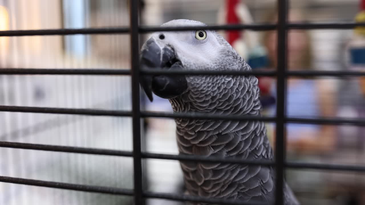 Close-up of an African Grey Parrot in a cage
