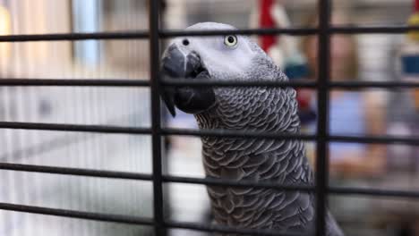 close-up of an african grey parrot in a cage