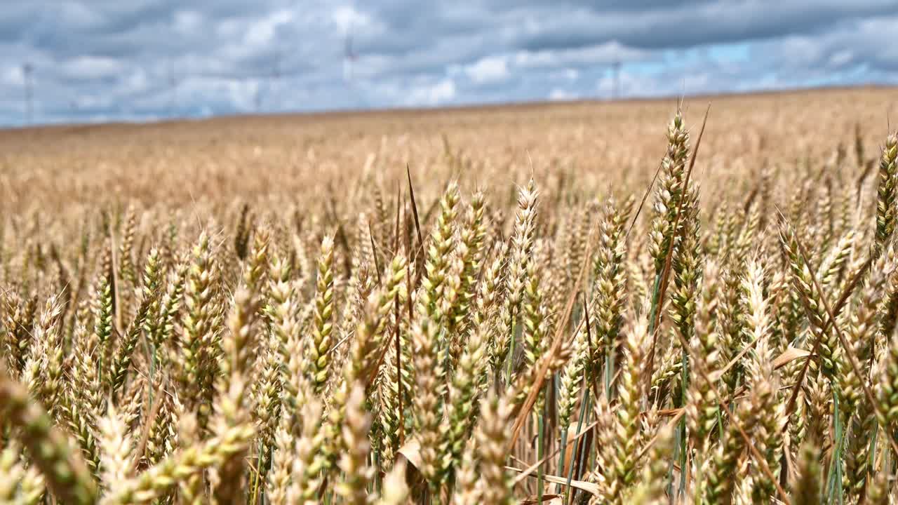 Wheat Field with Wind Turbines