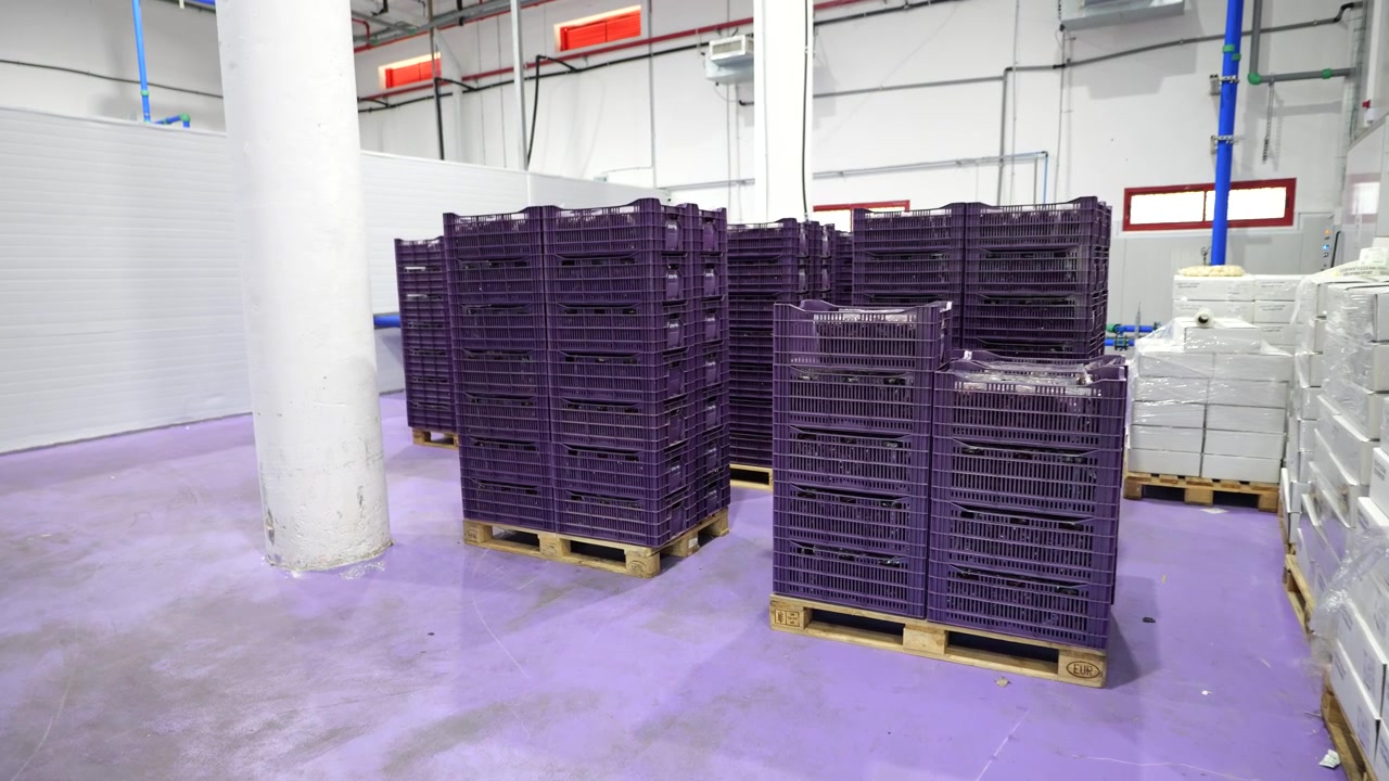 Barbabietole in cassette in attesa sulla linea di produzione in fabbrica, inquadratura di contesto