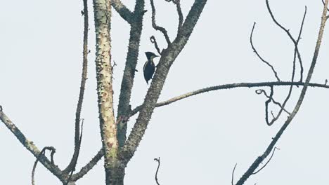 Pecking-behind-the-trunk-and-then-flies-away-towards-the-right