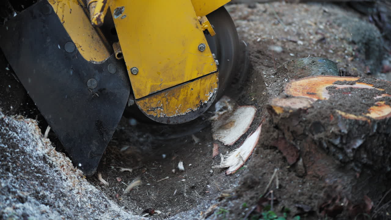 amoladora de tocones cortando un árbol en cámara lenta