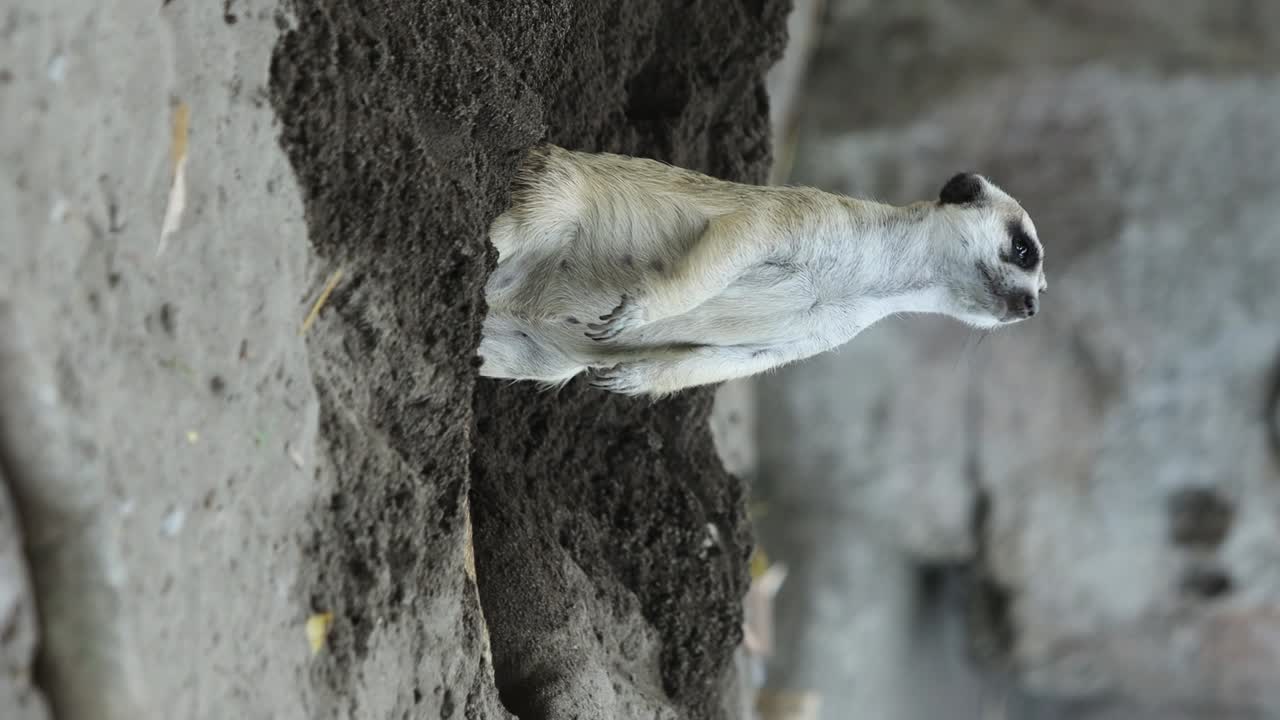 Meerkat Standing Alert on Sand with Dug-Out Soil in Natural Environment. vertical video