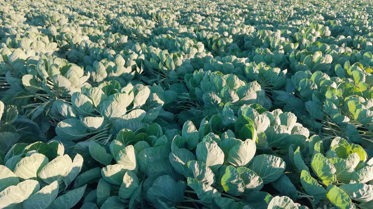 A close-up aerial view of a field of Brussels sprouts in Norway