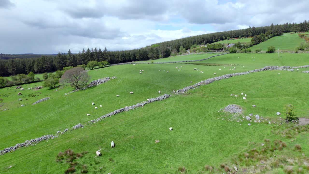 Volando sopra le pecore a Wicklow, Irlanda
