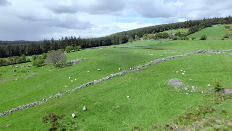 volando sobre ovejas en wicklow, irlanda