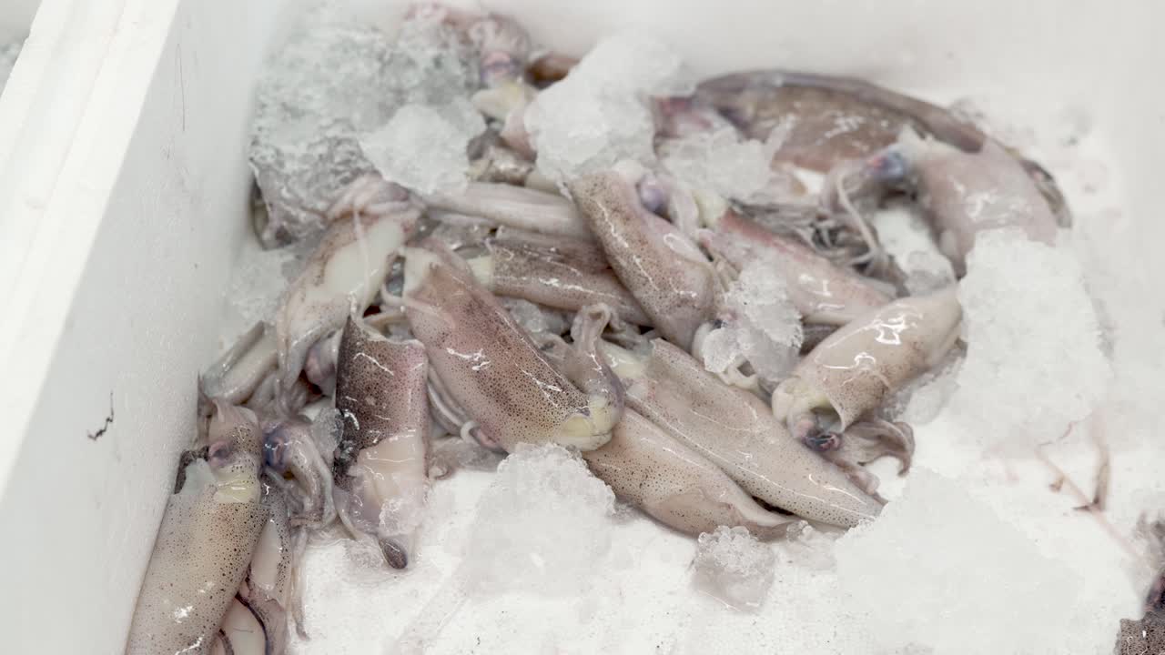 Uma coleção de lulas brilhantes repousa sobre uma cama de gelo, exibindo sua frescura. Esta colheita está pronta para o mundo culinário, atraindo chefs e amantes de frutos do mar