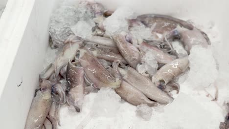a collection of glistening squids rests on a bed of ice, showcasing their freshness. this harvest is poised for the culinary world, enticing chefs and seafood