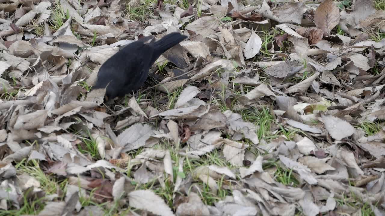 Primo piano di un merlo che cerca incessantemente tra le foglie.