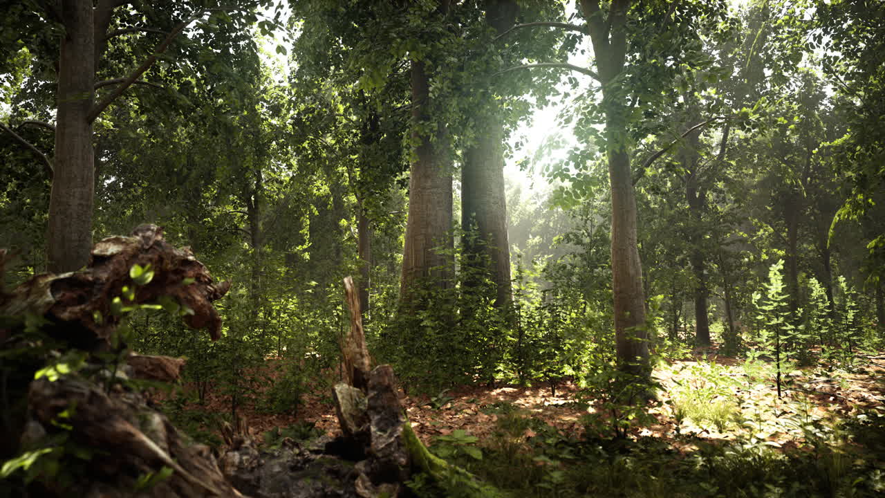 espeso bosque oscuro con musgo y rayos de sol brillando por el canal