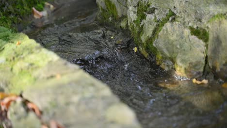 tiny water stream running down the rock down