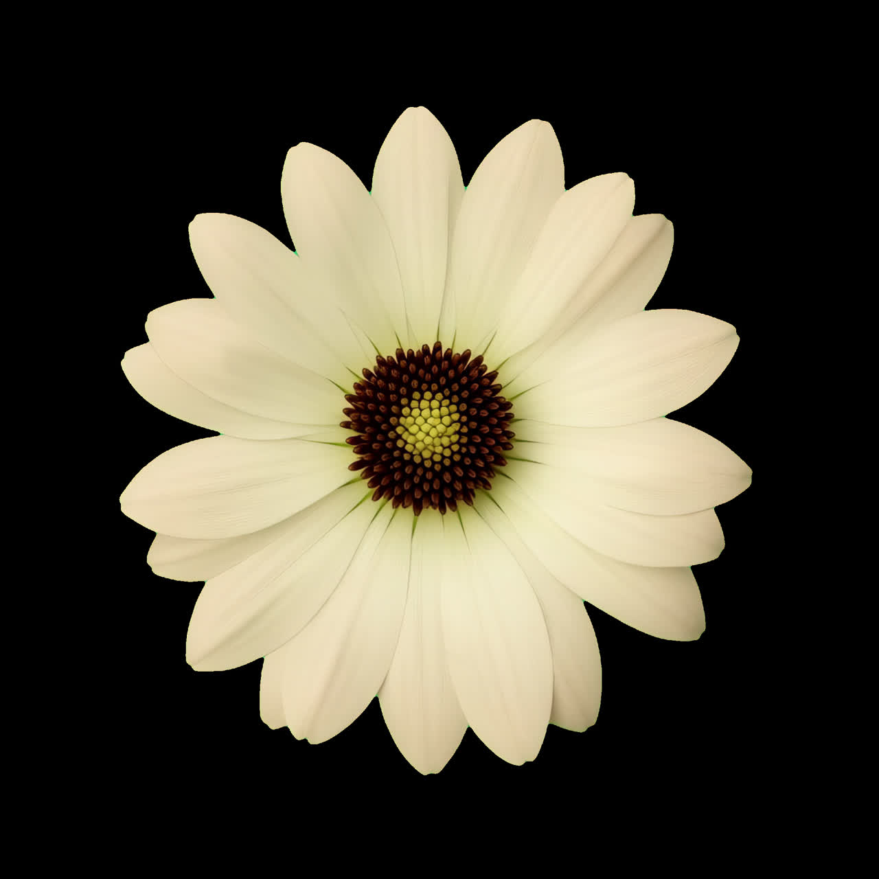 Elegant white flower animation isolated asset, transparent 4K video, alpha channel, ProRes 4444