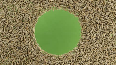 rotation of rye grains scattered in a circle with space in the center. top view.