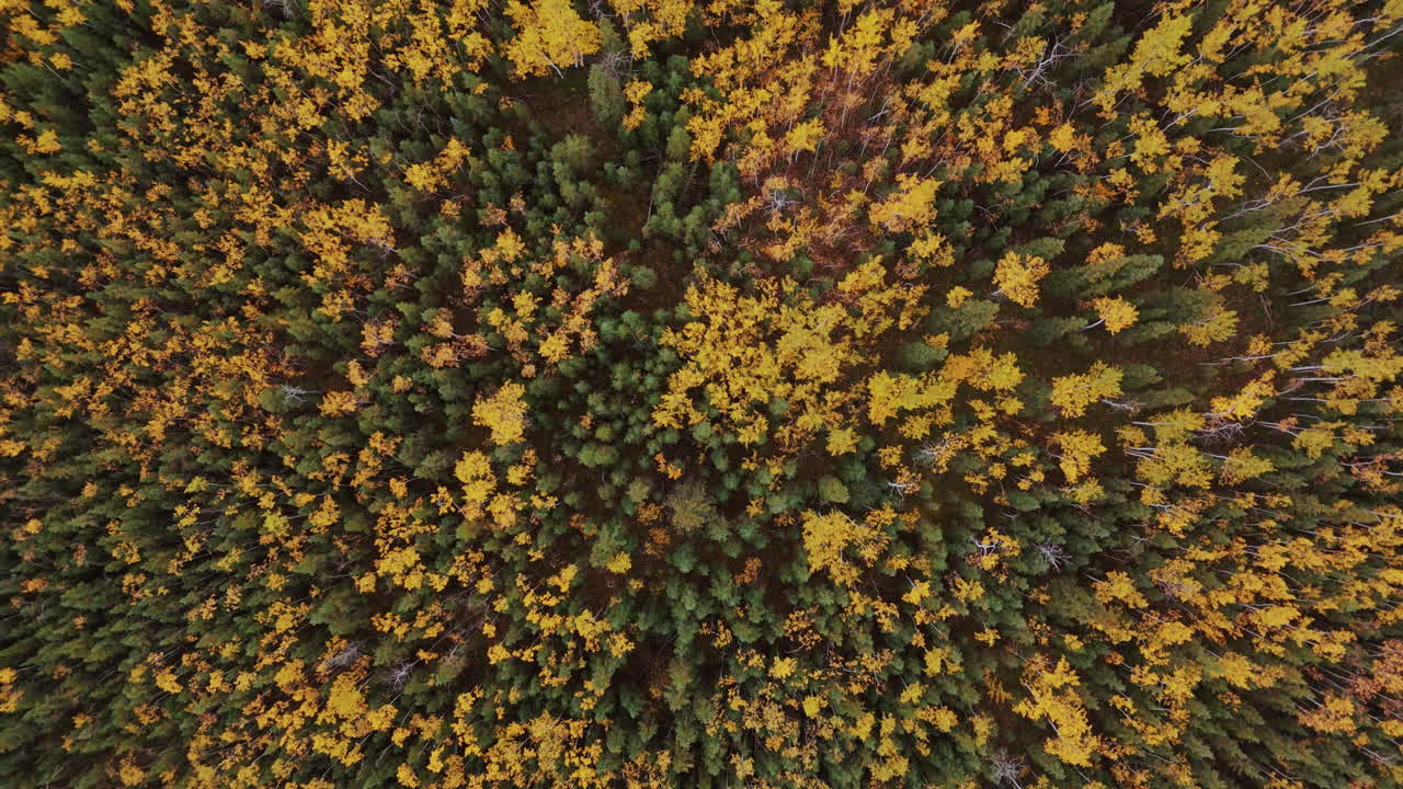 A Vibrant Autumn Landscape at Five Finger Rapids Along the Dempster Highway in Yukon, Canada - Aerial Topdown Shot