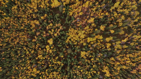 a vibrant autumn landscape at five finger rapids along the dempster highway in yukon, canada - aerial topdown shot