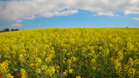 Rapsfeld-An-Der-Costa-Brava-In-Spanien-Ruhe-Harmonie-Und-Natur