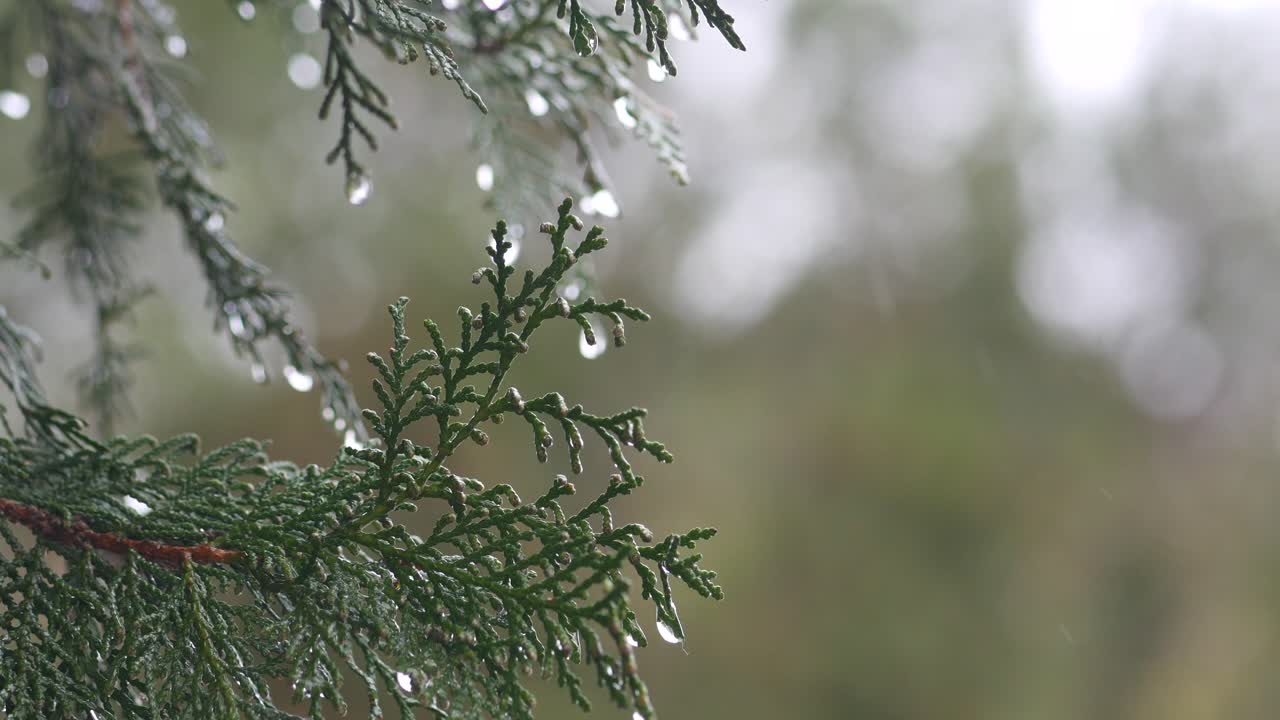 Капли дождя на ветви дерева