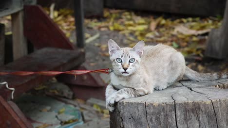 cat on a leash in ayutthaya, thailand