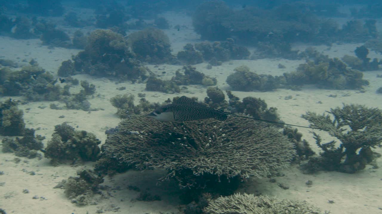 Eagle ray swimming fast through the sea over sandy bottom in 4k