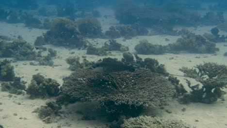eagle ray swimming fast through the sea over sandy bottom in 4k