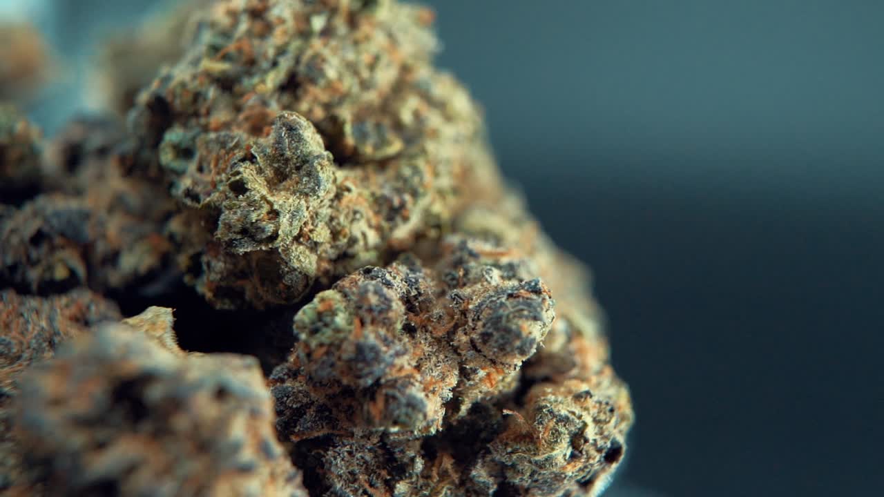 A macro cinematic detailed shot of a cannabis plant, orange hybrid strains, Indica and sativa , purple marijuana flower, on a rotating stand, super slow motion, 120 fps, Full HD, studio lighting