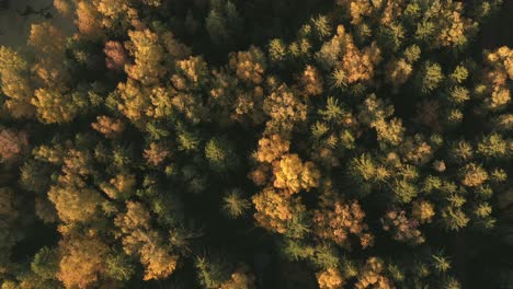 aerial view of autumn forest