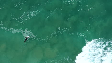 4k aerial top view shot of a extreme sport pro surfer paddle in the deep ocean water with his surfboard in australia