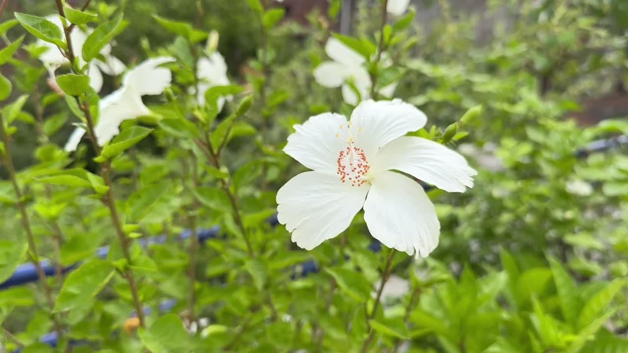 Close-up of a White Hibiscus Flower