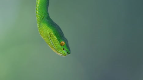 The-White-lipped-Pit-Viper-is-a-venomous-pit-viper-endemic-to-Southeast-Asia-and-is-often-found-during-the-night-waiting-on-a-branch-or-limb-of-a-tree-near-a-body-of-water-with-plenty-of-food-items