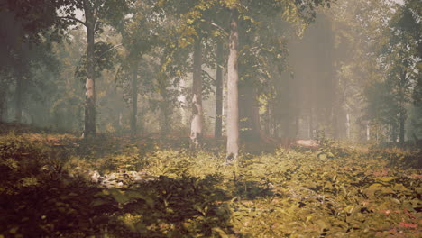 Rays-of-sunlight-and-Green-Forest