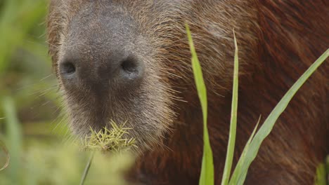 super close up of a capybara face eating grass