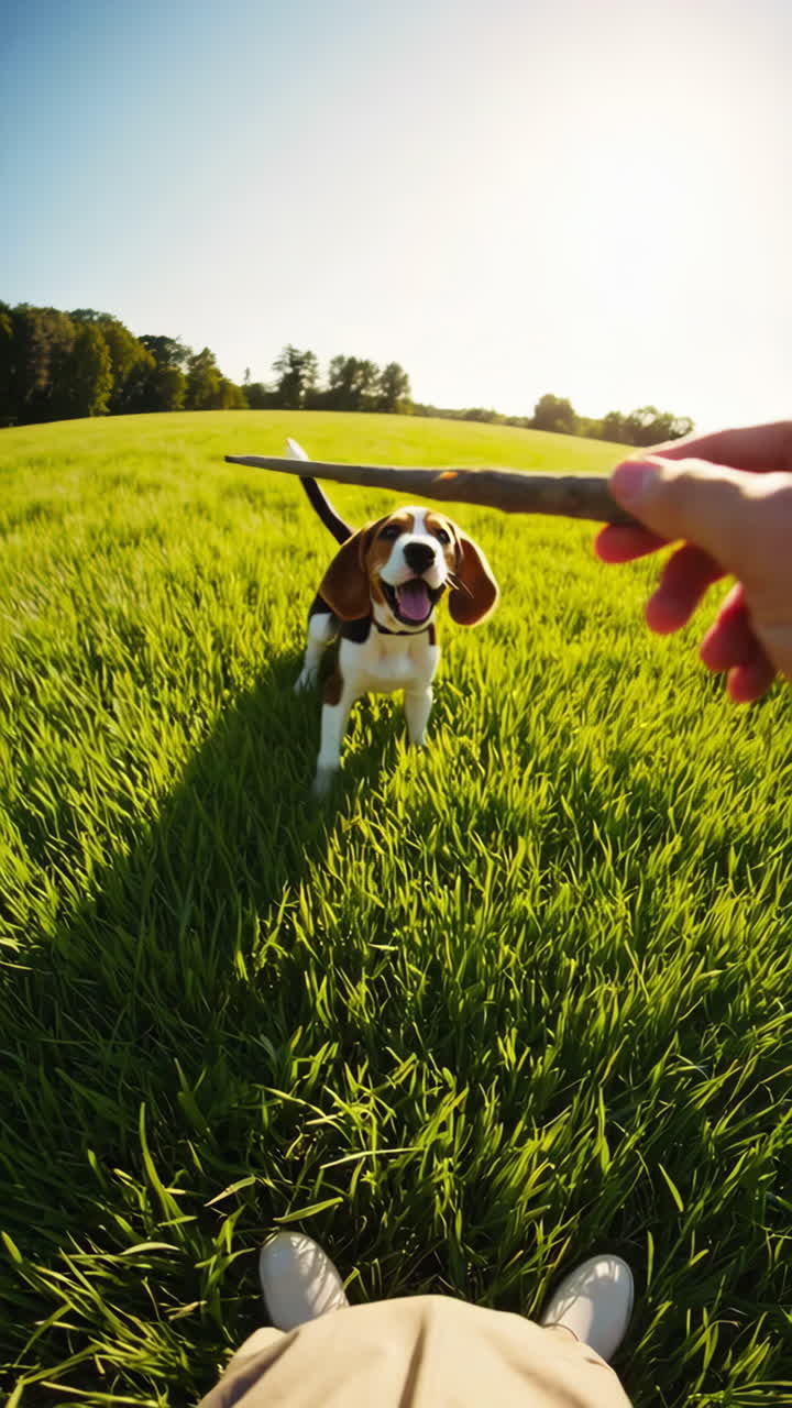Un cucciolo di beagle giocoso che salta per un bastone in un campo soleggiato